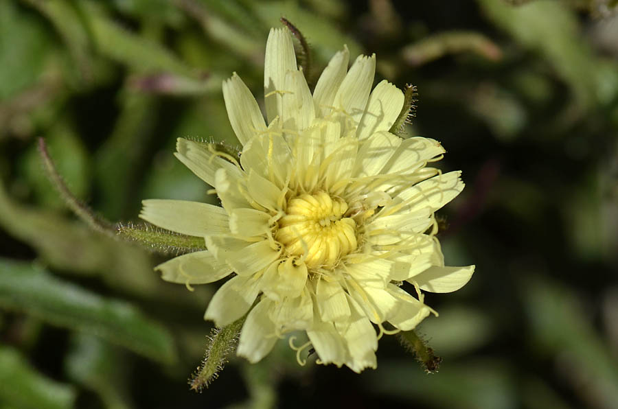 Schlagintweitia intybacea (=Hieracium intybaceum) / Sparviere vischioso